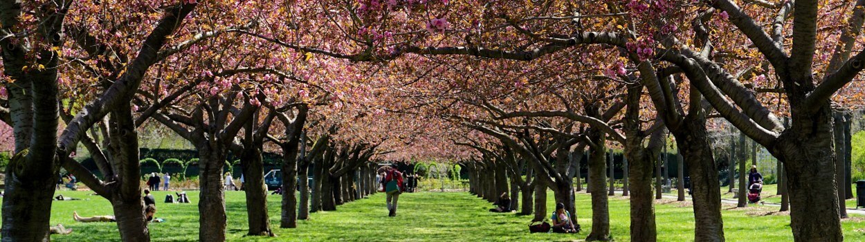 Two rows of trees